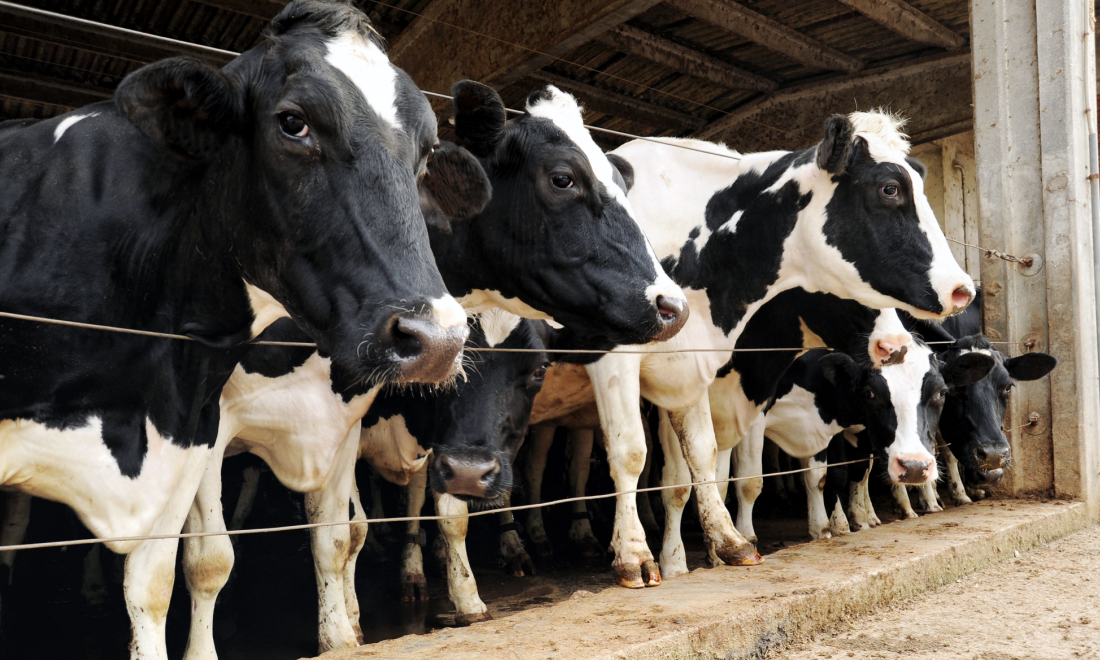 Meat consumption in Germany fell to record low in 2023