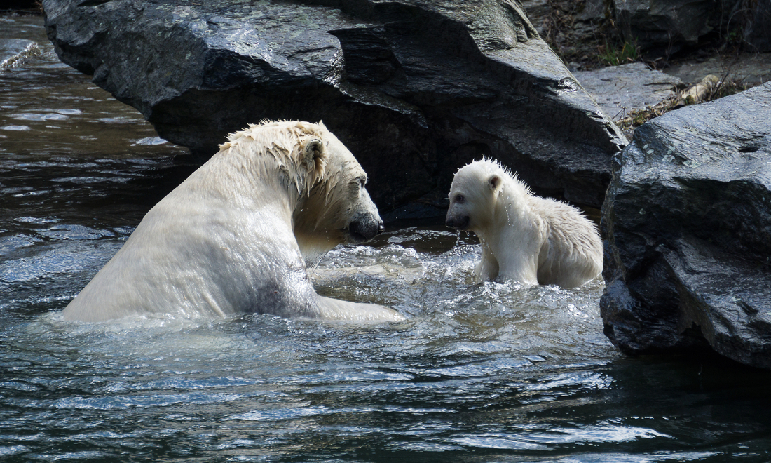 [Video] Berlin's baby polar bear Hertha takes her first swim