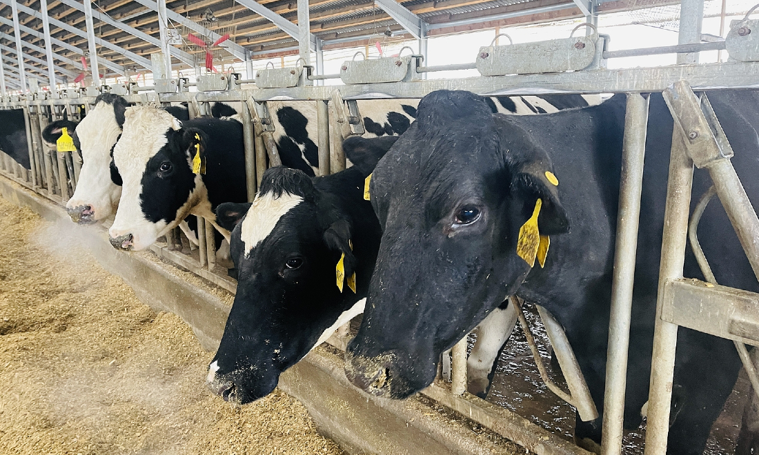 Milk consumption in Germany falls to all-time low