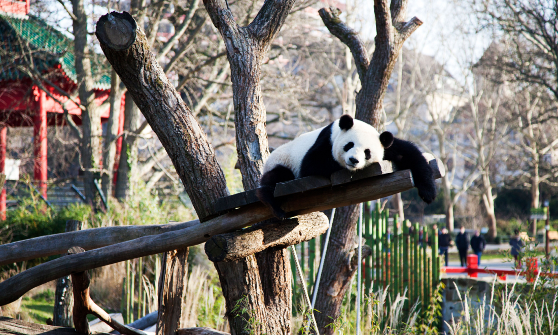 Pandas Pit and Paule on display for one final weekend at Berlin Zoo