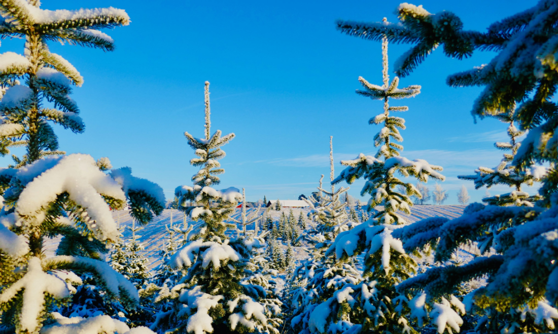 German words expats should know: Tannenbaum