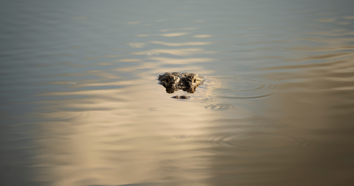 Reported “crocodile sighting” causes confusion in Bavaria