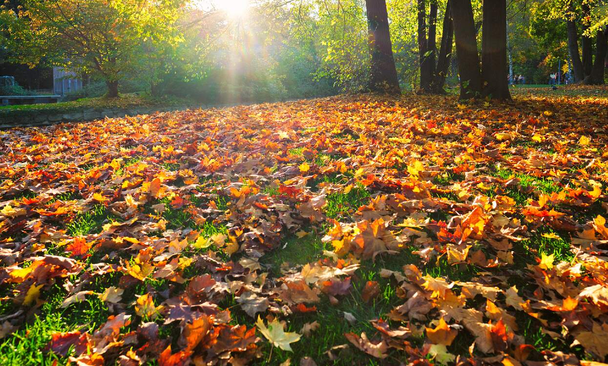 How to enjoy autumn in Germany like a local