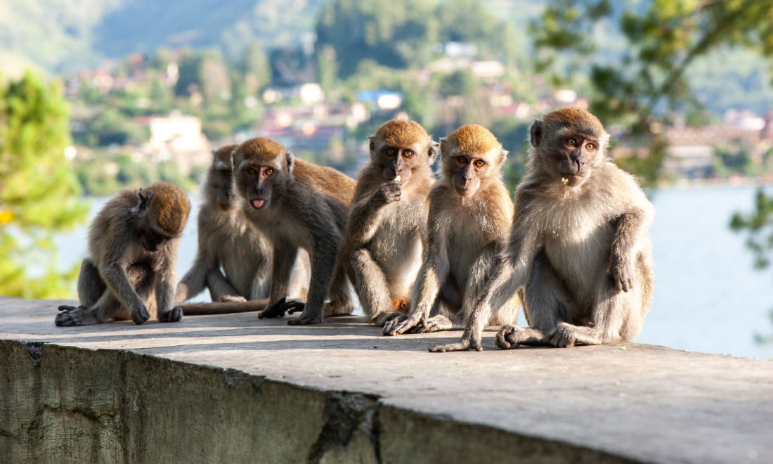 Van full of zebras, monkeys, antelopes and more stopped at German border