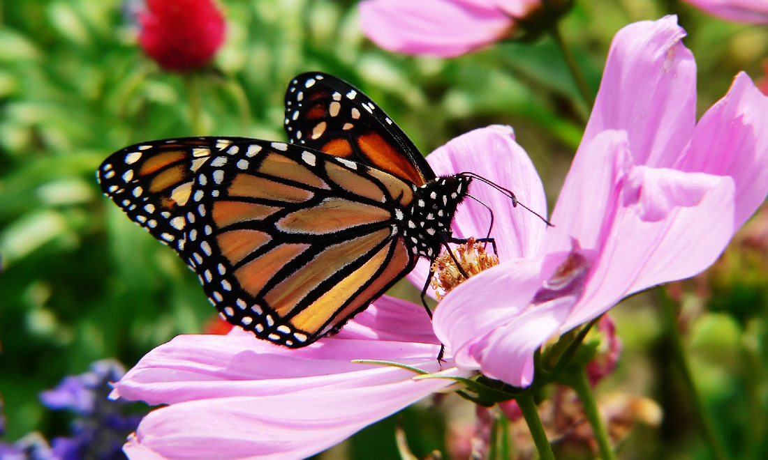 8 beautiful butterfly parks in Germany