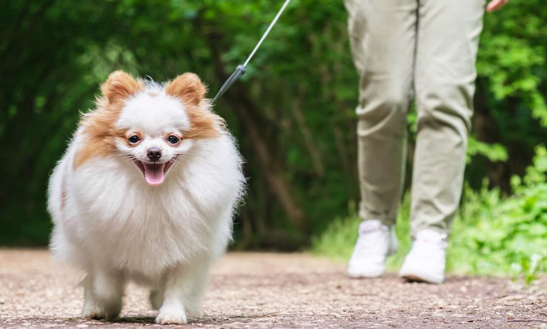 Dog tax revenue in Germany reaches record high of 401 million euros