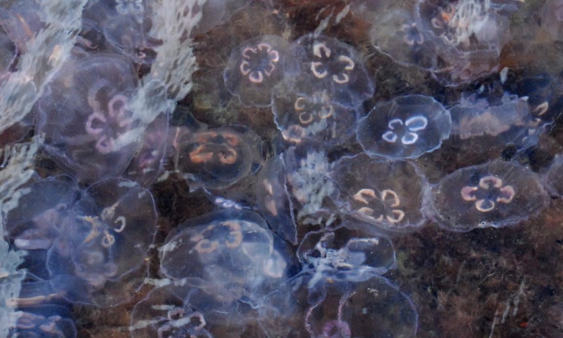 Baltic Sea jellyfish particularly large and numerous this year
