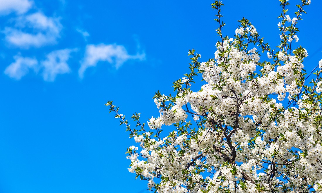 7 European hotspots for cherry blossom this spring