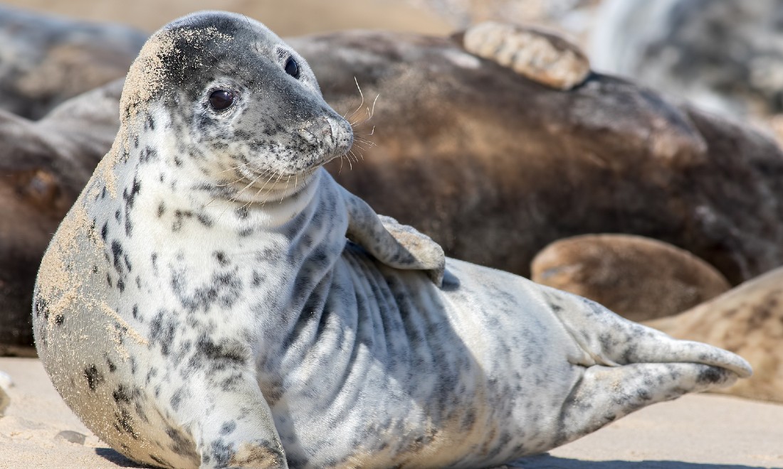 Germany's seal population up 17 percent after coronavirus empties beaches