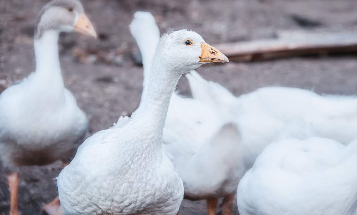 German bird flu outbreak means Christmas geese will be in short supply