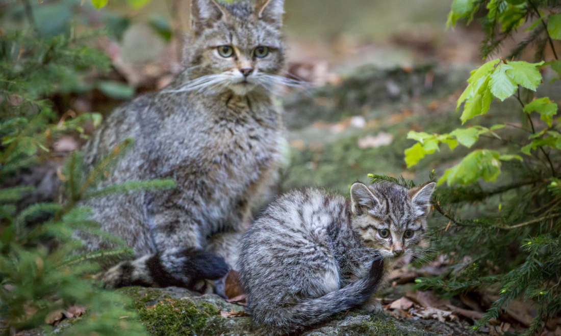Wildcats return to Brandenburg after 200 years