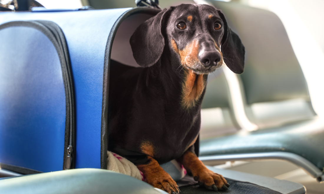 Dogs employed to calm passengers at Berlin airport