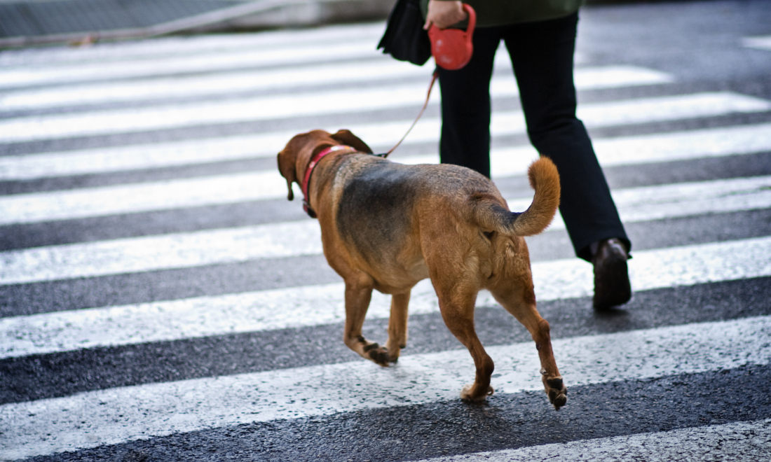 An expat survival guide to owning a dog in Germany