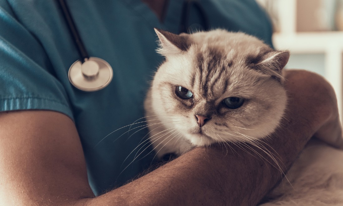 Cats can get coronavirus, new study finds