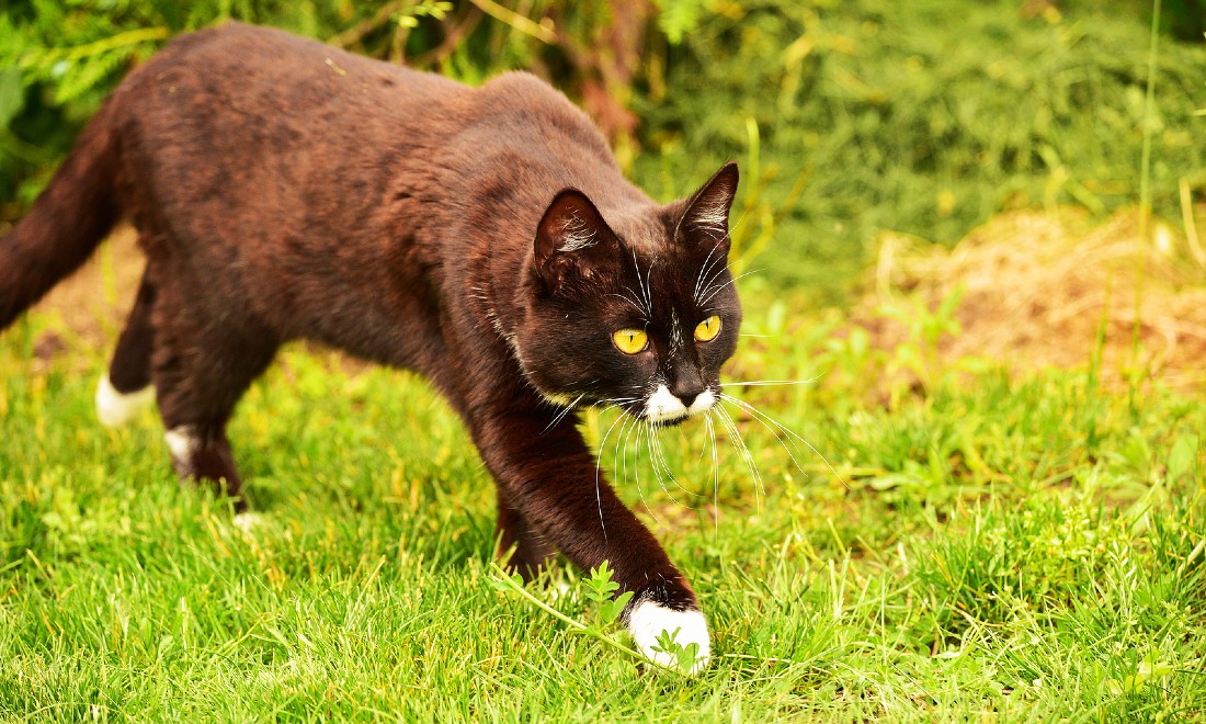 Aberglaube: A guide to German superstitions
