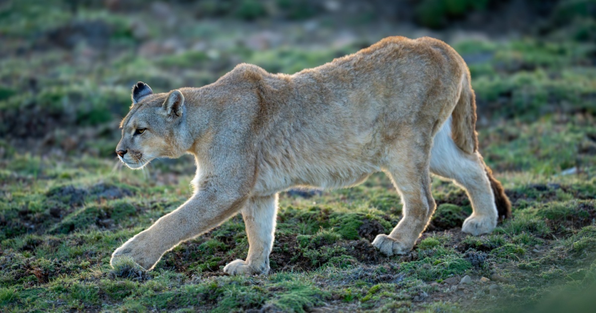 Puma on the loose? Warnings issued in Saxony-Anhalt after big cat sightings