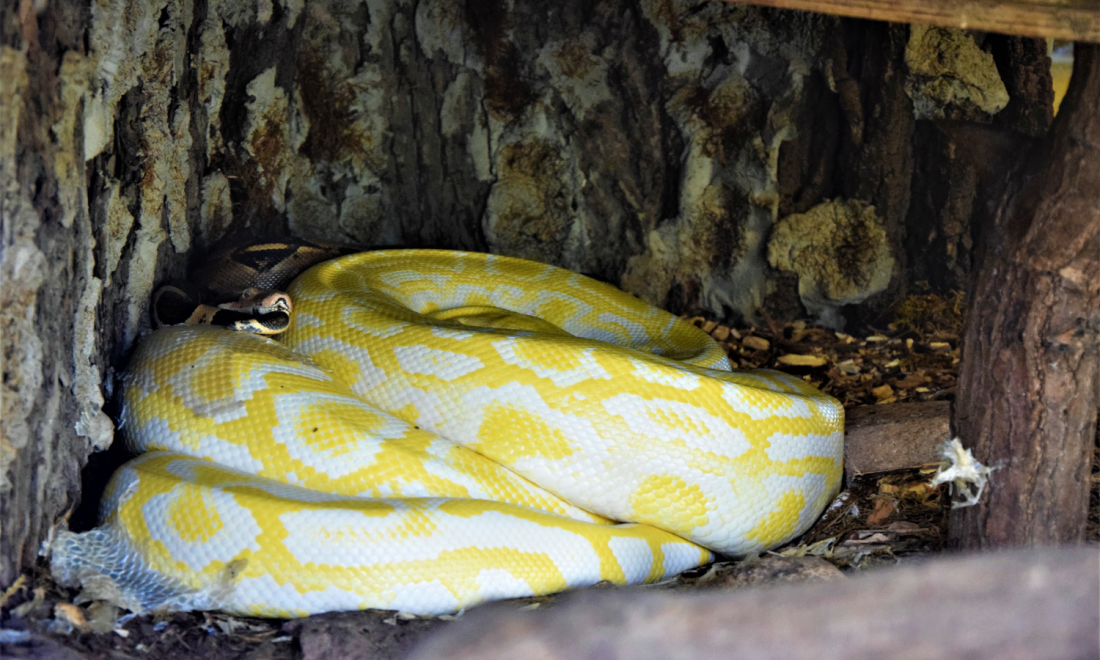 4-metre-long, dead python found in Berlin park