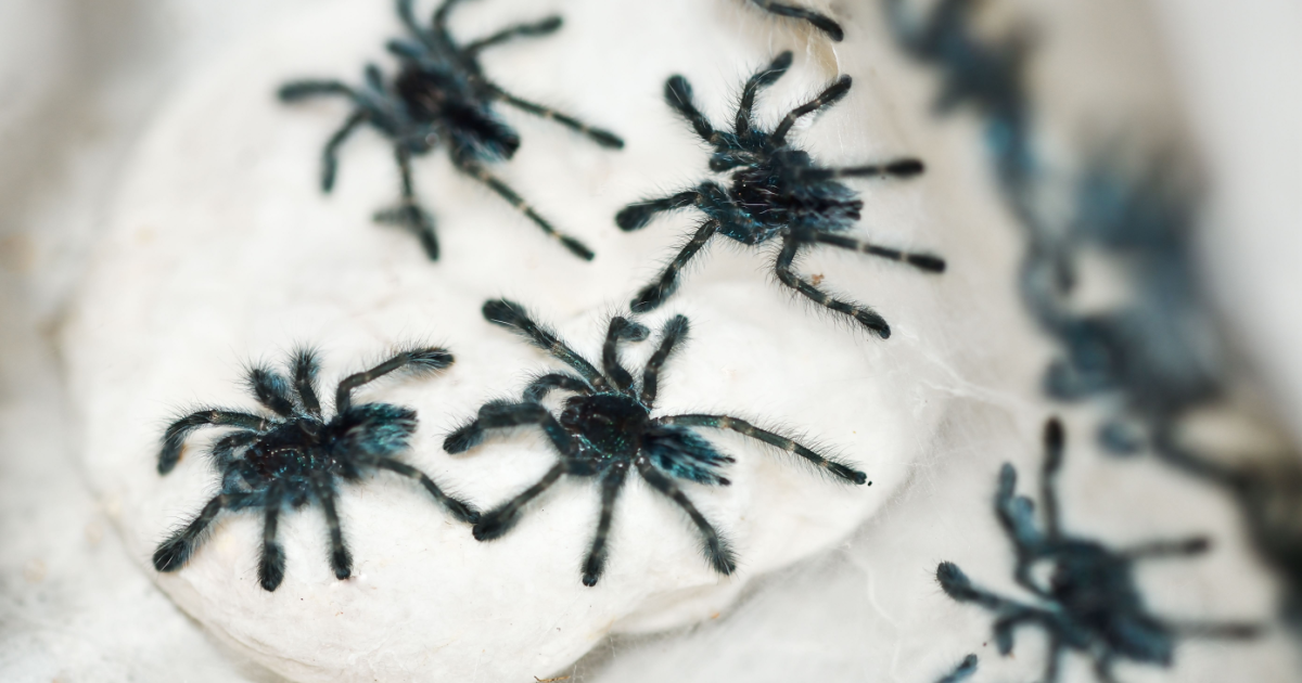 1.500 tarantulas discovered in cake boxes in Cologne Airport