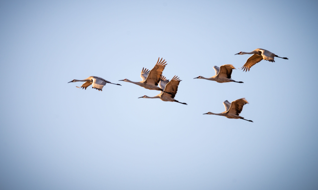 Record number of migrating cranes spotted over Germany