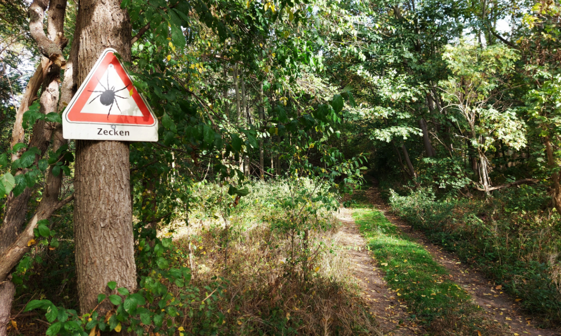 Ticks are now active across the whole of Germany, Stuttgart research finds