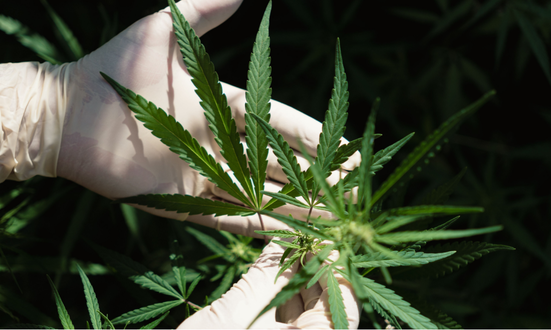 Medical cannabis imports to Germany surge in 2024