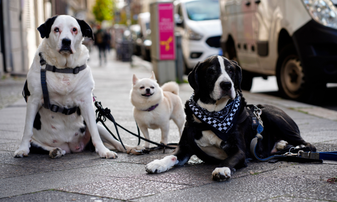 Half of Berlin’s pet dogs kept illegally due to owners “boycotting” registration