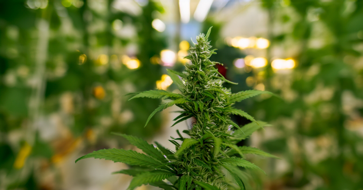 Berlin authorities approve just 7 cannabis clubs