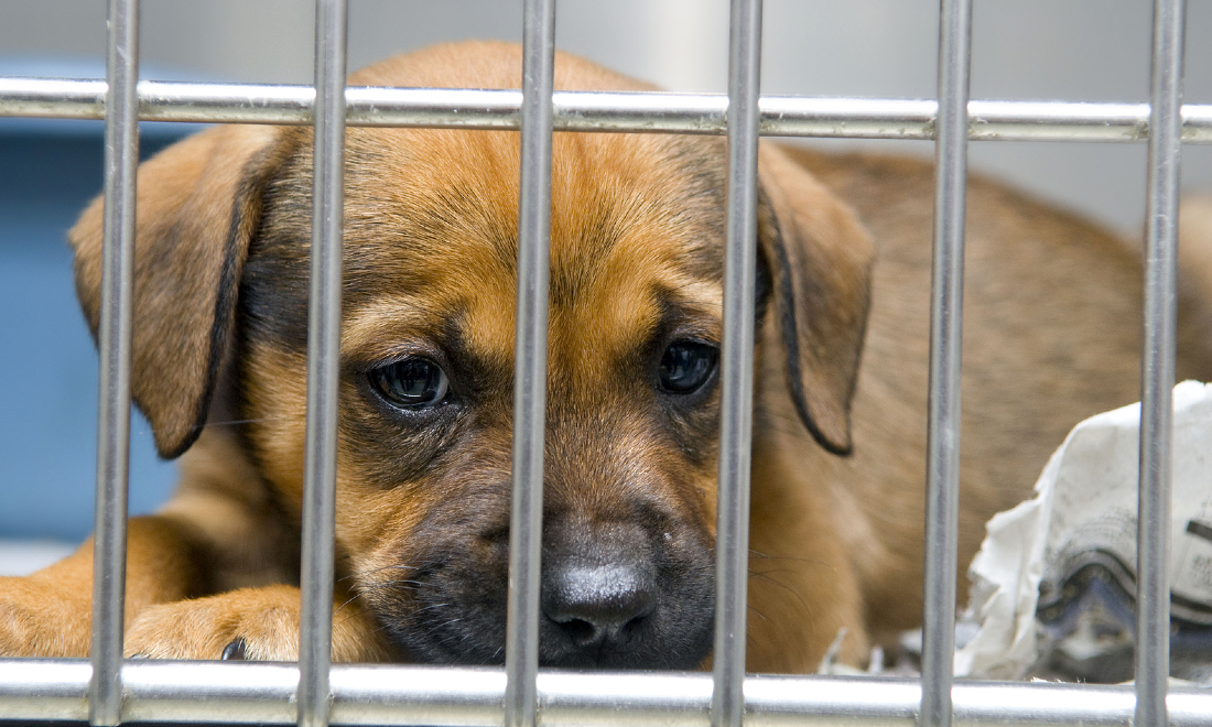 Pandemic pets are filling up animal shelters in Germany