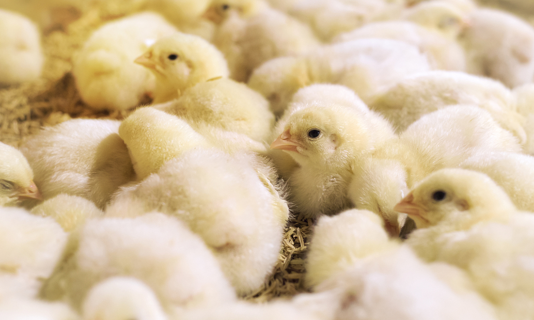 From 2022: Germany becomes world's first country to ban chick culling